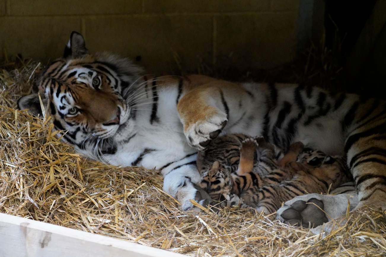 Mother tigress feeds cubs at Longleat 